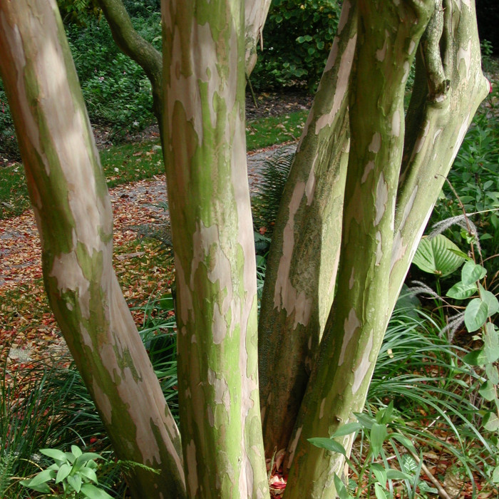 Lagerstroemia indica Braise d'été 'Indybra'