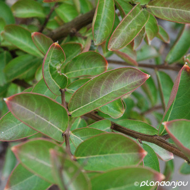 Lagerstroemia indica Braise d'été® 'Indybra'