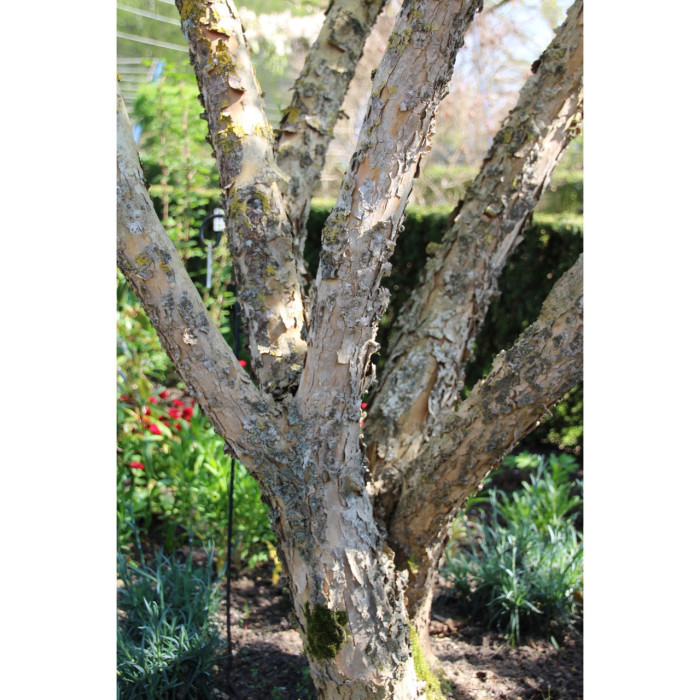 Cornus officinalis