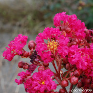 Lagerstroemia indica Braise d'été® 'Indybra'