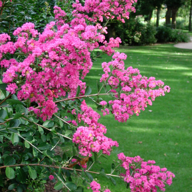 Lagerstroemia indica rose