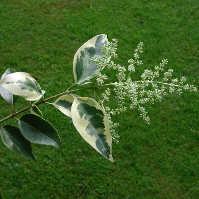 Ligustrum lucidum 'Excelsum superbum'