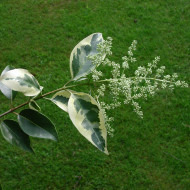 Ligustrum lucidum 'Excelsum superbum'