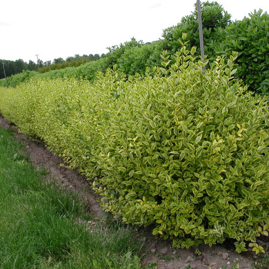 Ligustrum ovalifolium 'Aureum'