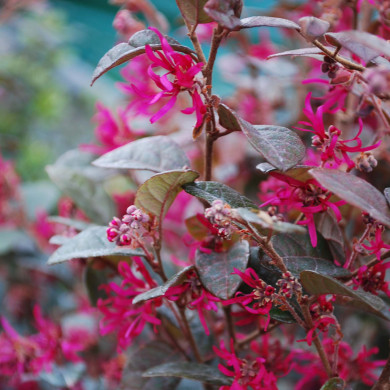 Loropetalum chinense 'Fire Dance'