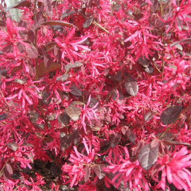 Loropetalum chinense 'Fire Dance'