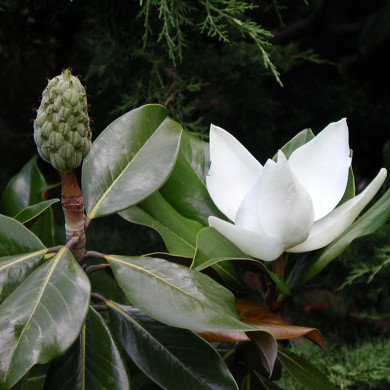Magnolia grandiflora 'Galissonnière'