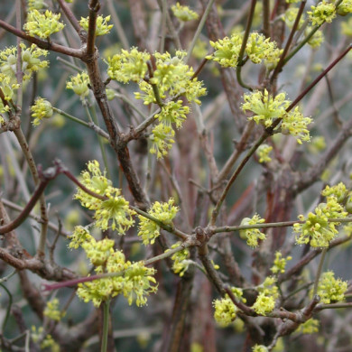 Cornus officinalis