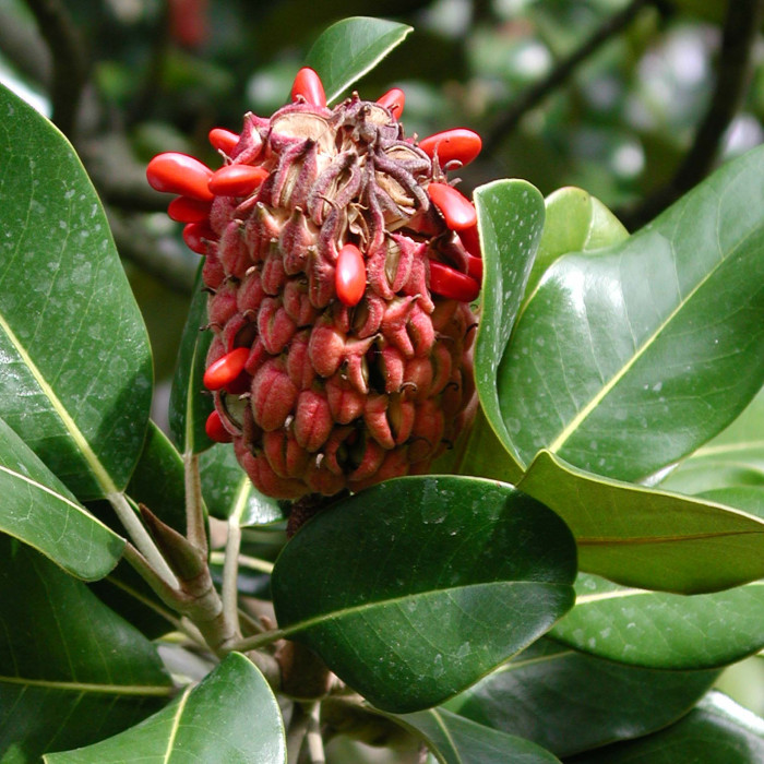 Magnolia grandiflora 'Galissonnière'