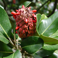 Magnolia grandiflora 'Galissonnière'