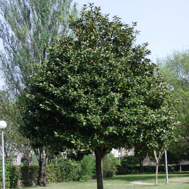 Magnolia grandiflora 'Galissonnière'