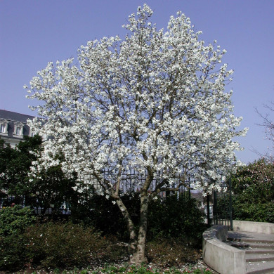 Magnolia stellata
