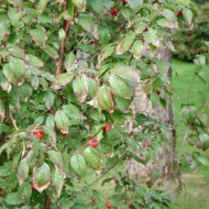 Cornus officinalis