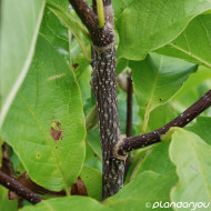 Magnolia stellata