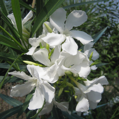 Nerium oleander blanc