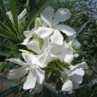 Nerium oleander blanc