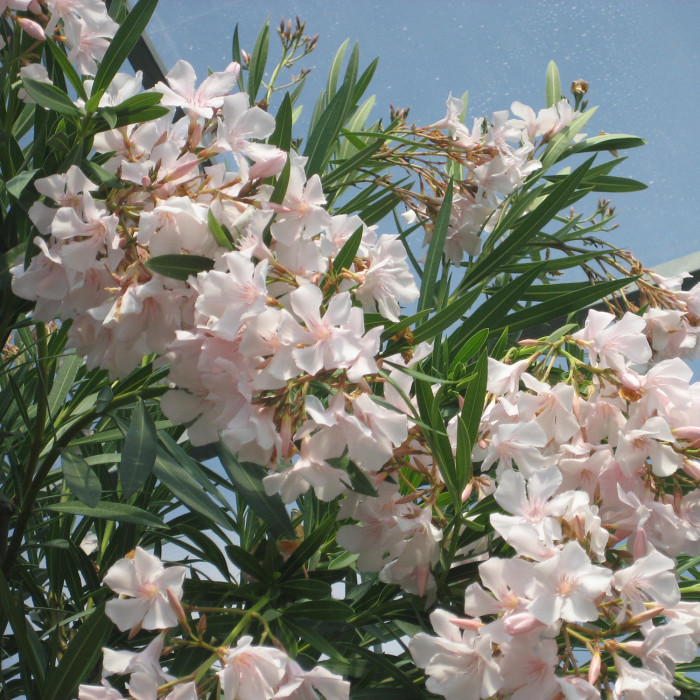 Nerium oleander blanc