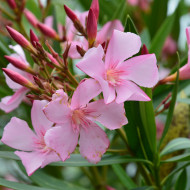 Nerium oleander rose