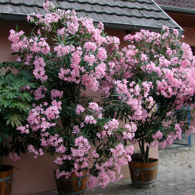 Nerium oleander rose