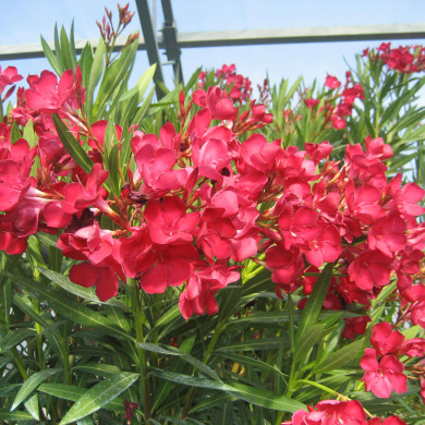 Nerium oleander