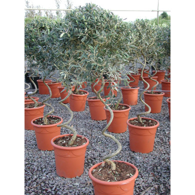 Olea europaea