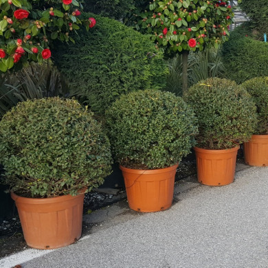 Osmanthus x burkwoodii