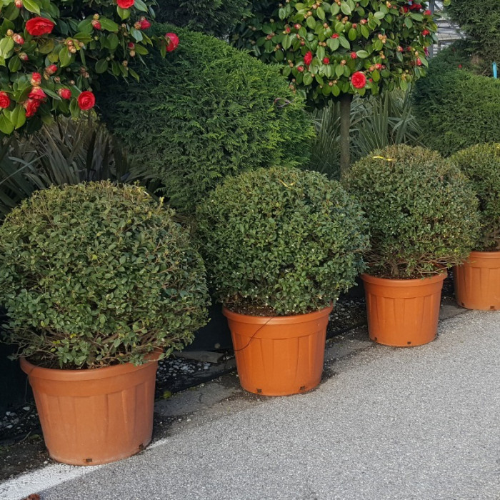 Osmanthus x burkwoodii
