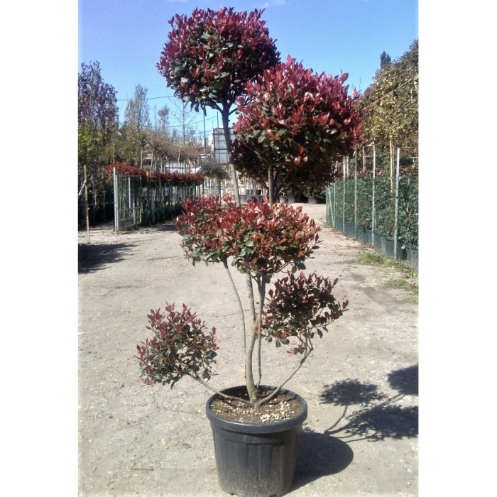 Photinia x fraseri 'Little Red Robin'