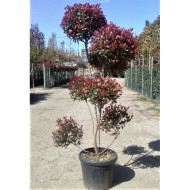 Photinia x fraseri 'Little Red Robin'