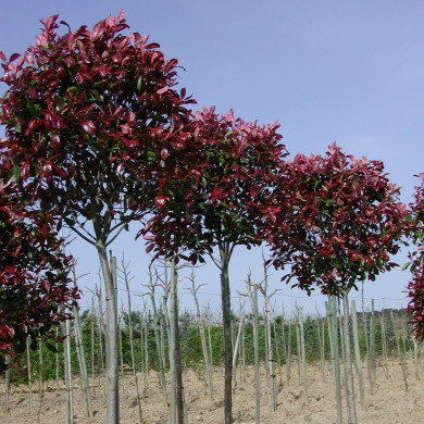 Photinia x fraseri 'Little Red Robin'