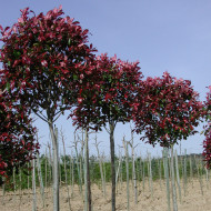 Photinia x fraseri 'Little Red Robin'