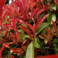 Photinia x fraseri 'Red Robin'