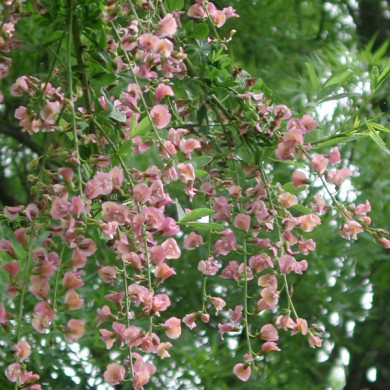Laburnocytisus adamii