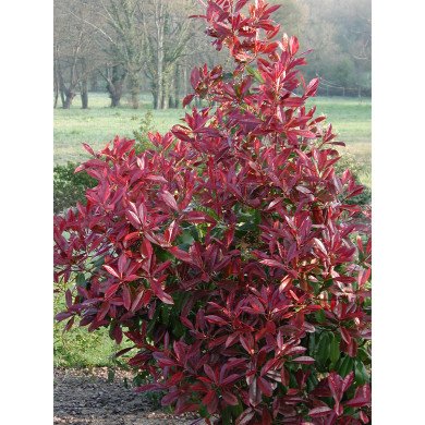 Photinia x fraseri 'Red Robin'