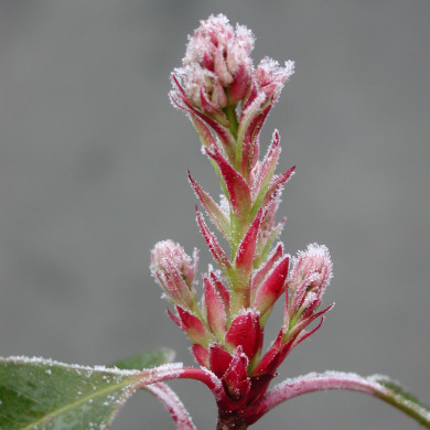 Photinia x fraseri 'Red Robin'