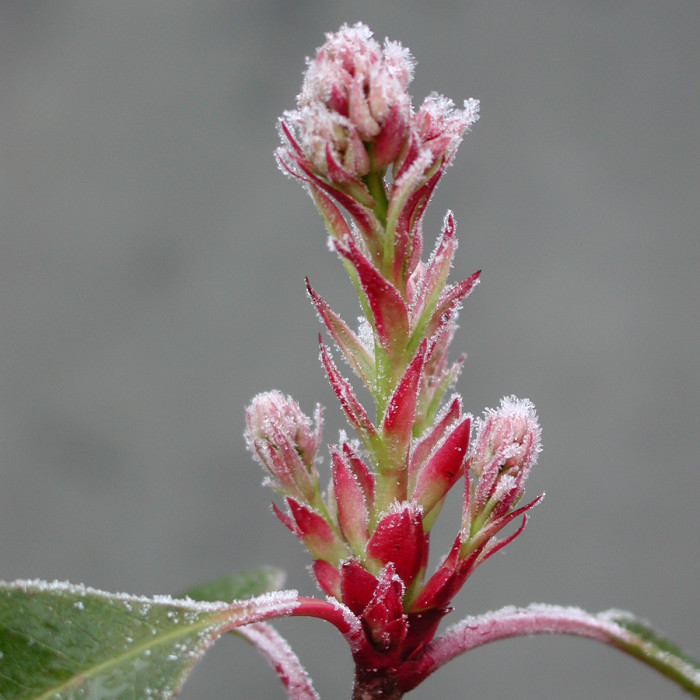 Photinia x fraseri 'Red Robin'