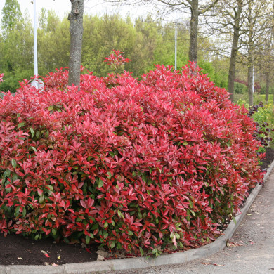 Photinia x fraseri 'Red Robin'