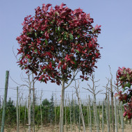 Photinia x fraseri 'Red Robin'