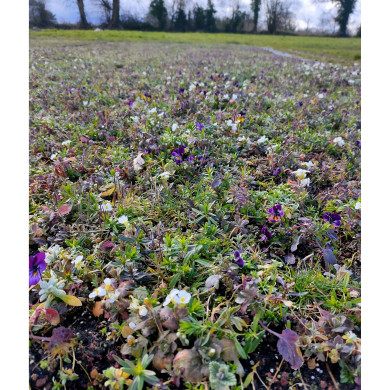 Tapis de vivaces Magic (8606)