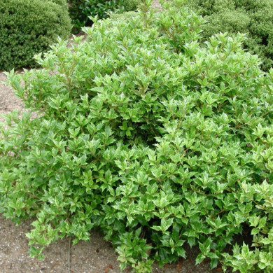 Osmanthus heterophyllus 'Goshiki'