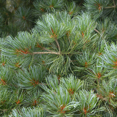 Pinus sylvestris