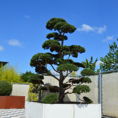 Pinus sylvestris