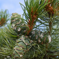 Pinus sylvestris