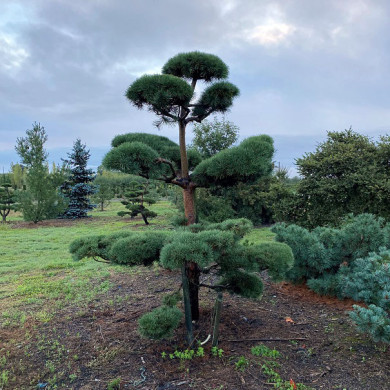 Pinus sylvestris
