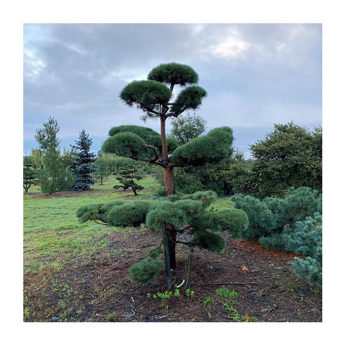 Pinus sylvestris