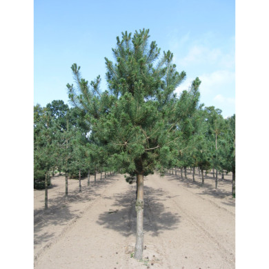Pinus sylvestris