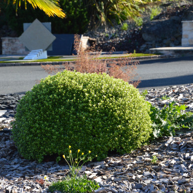 Pittosporum tenuifolium 'Golf Ball'
