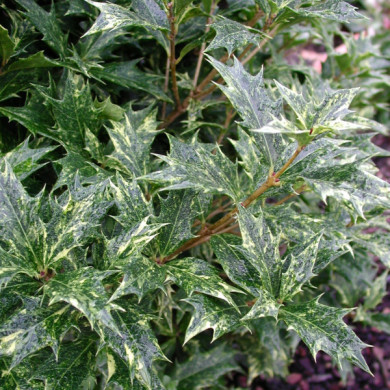 Osmanthus heterophyllus 'Goshiki'