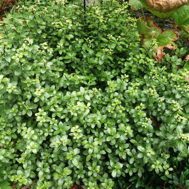 Pittosporum tenuifolium 'Golf Ball'