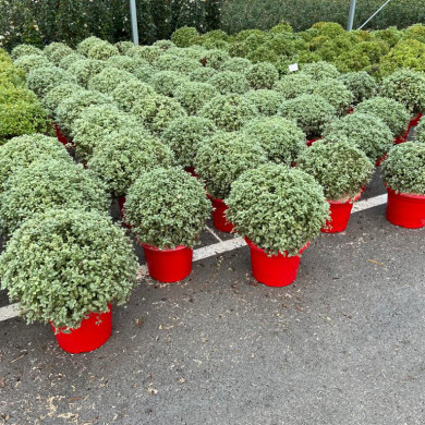 Pittosporum tenuifolium 'Silver Ball'